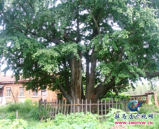 北泉寺歷經(jīng)一千年多年的白果樹(shù)依舊枝繁葉茂，蒼勁挺拔。.jpg