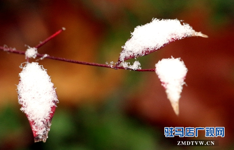 雪后的黃淮學(xué)院小景