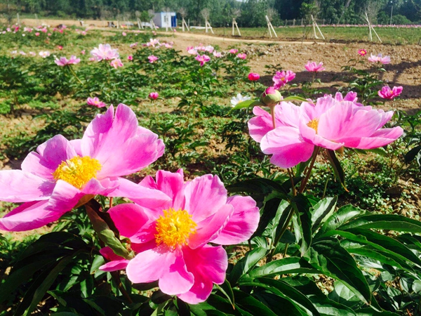 嵖岈山鎮(zhèn)數(shù)百畝芍花競(jìng)相開放迎客來