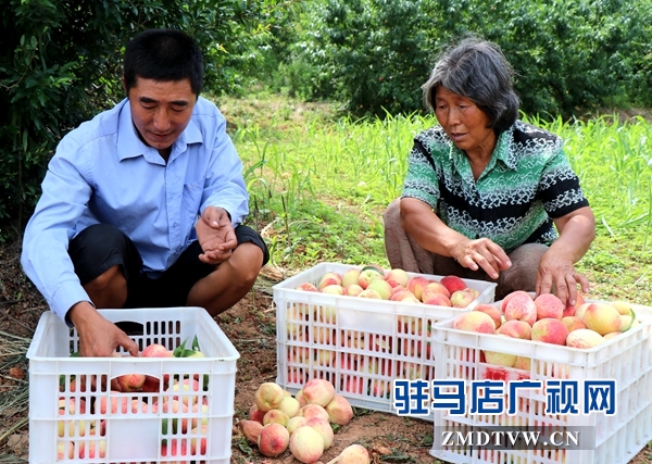 胡廟萬(wàn)畝桃園桃子大豐收卻遇滯銷(xiāo)難題