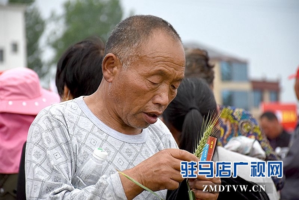 正陽(yáng)千余農(nóng)民麥田選秀