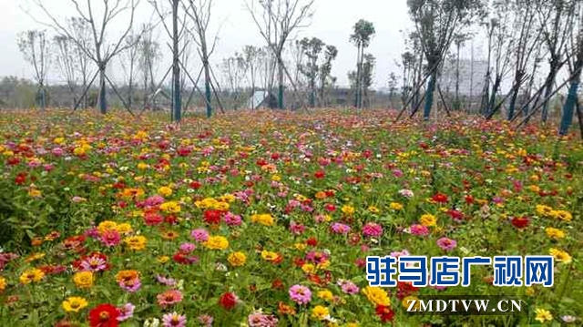 練江河主題公園景色美如畫