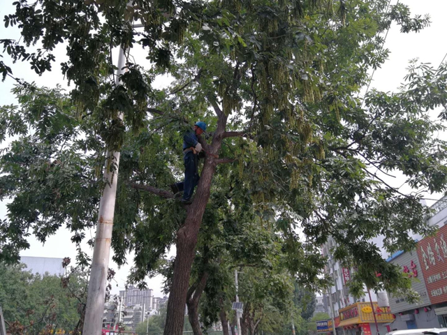 駐馬店市園林部門對中心城區(qū)干枯樹枝進(jìn)行清理