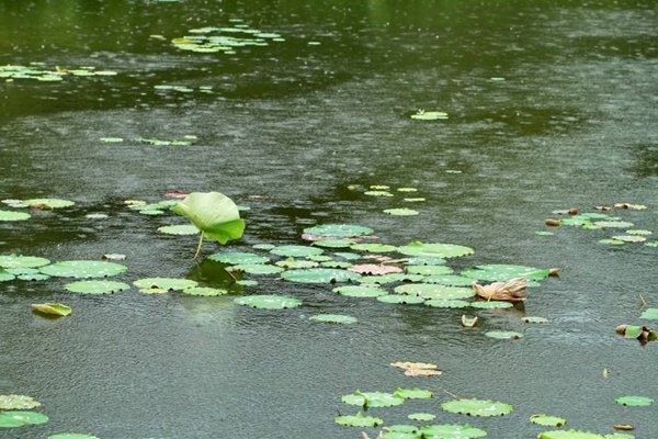 陰雨來(lái)襲 本周駐馬店市進(jìn)入“清涼模式”