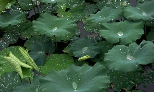 陰雨來襲 本周駐馬店市進(jìn)入“清涼模式”