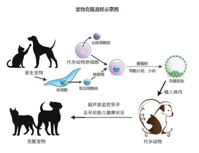 中國首只克隆貓回家了，你會花 38 萬跟去世的寵物再續(xù)前緣嗎？