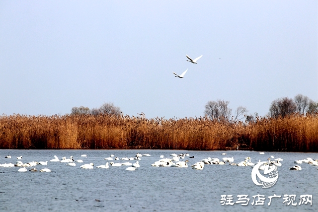 美呆啦！數(shù)千只天鵝到宿鴨湖過(guò)冬