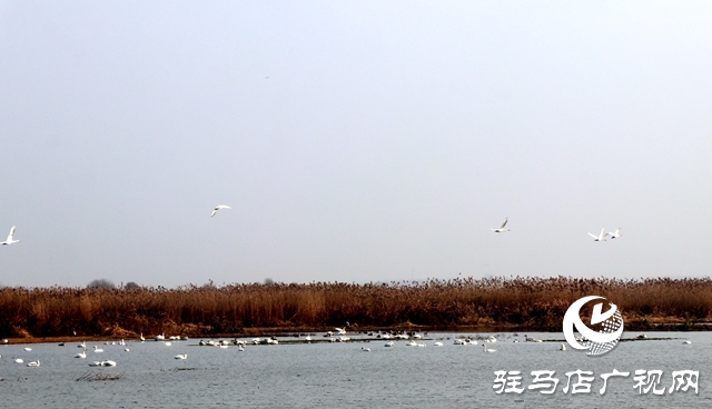 美呆啦！數(shù)千只天鵝到宿鴨湖過(guò)冬