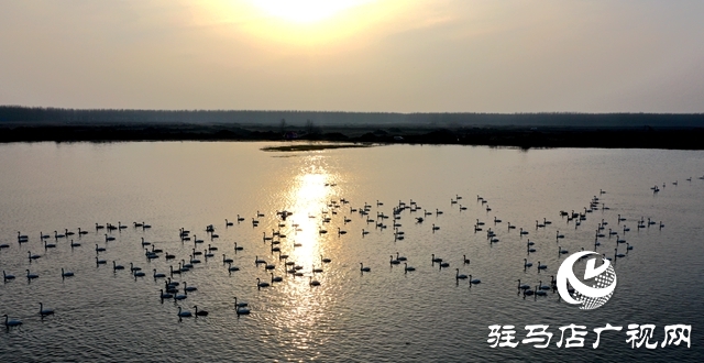 美呆啦！數(shù)千只天鵝到宿鴨湖過(guò)冬