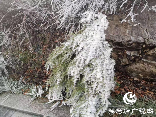 下雪了！駐馬店市迎來2020年第一場(chǎng)雪！