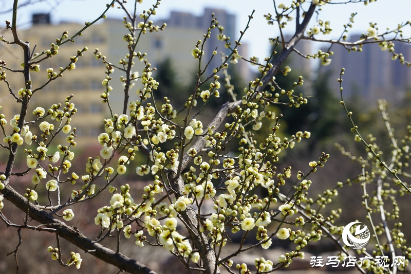 春天已如約走來(lái)