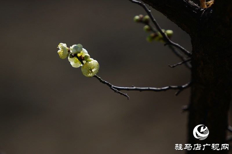 花的盛開(kāi)，等待了一冬