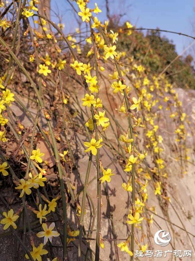 迎春花燦爛開放