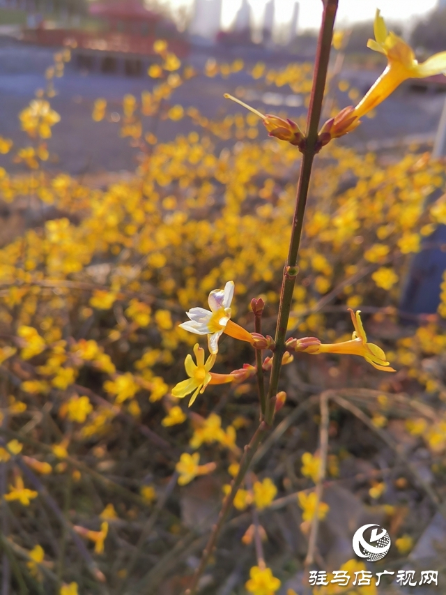 迎春花燦爛開放