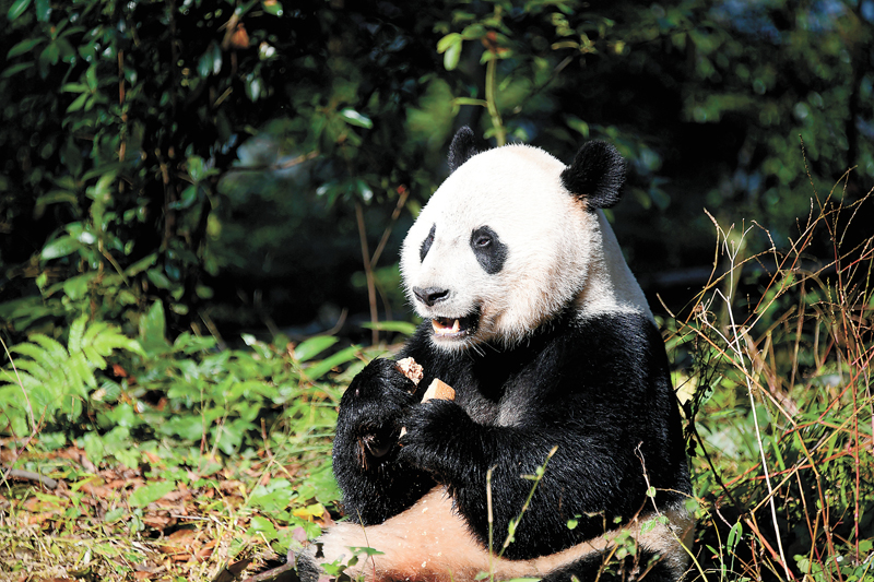 2019年中國(guó)野生動(dòng)植物保護(hù)十件大事揭曉