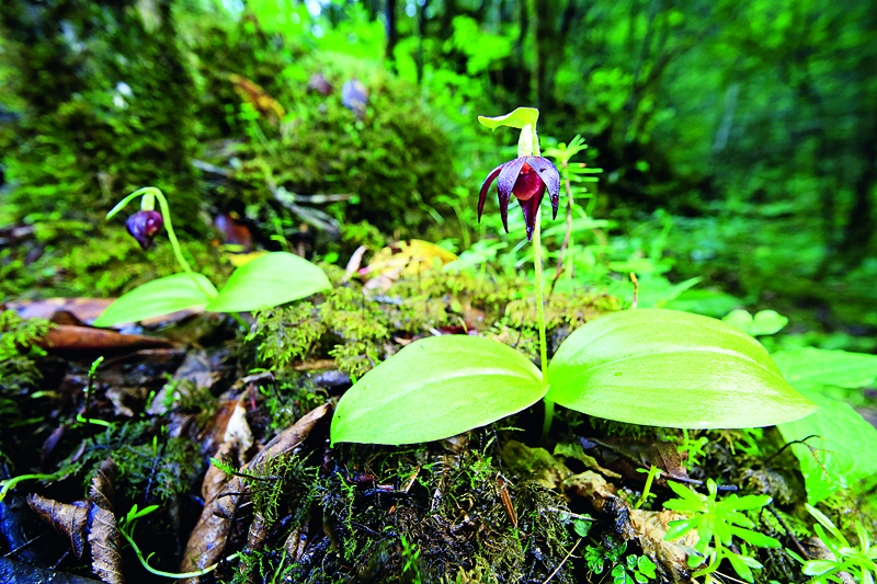 2019年中國(guó)野生動(dòng)植物保護(hù)十件大事揭曉