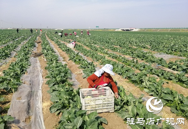 200畝有機(jī)花菜滯銷 菜農(nóng)王松濤急盼銷路