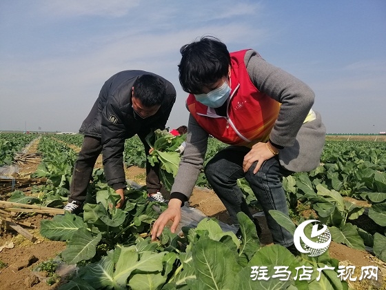 天中義工聯(lián)合會(huì)出手 菜農(nóng)王松濤200畝有機(jī)花菜有了銷(xiāo)路