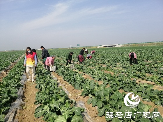 天中義工聯(lián)合會(huì)出手 菜農(nóng)王松濤200畝有機(jī)花菜有了銷(xiāo)路