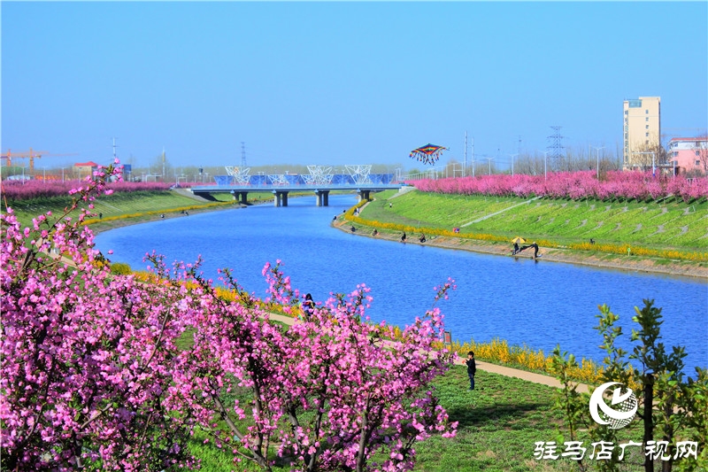 兩岸綠樹成萌，堤岸海棠飄香