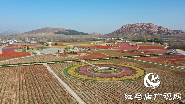 嵖岈山郁金香園3月24日開園迎客 醫(yī)護工作者可憑有效證件免費入園