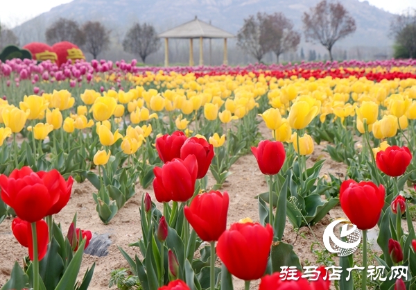 嵖岈山郁金香園3月24日開園迎客 醫(yī)護工作者可憑有效證件免費入園