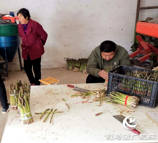 上蔡縣小岳寺鄉(xiāng)多方扶貧伸援手 蘆筍滯銷變直銷  