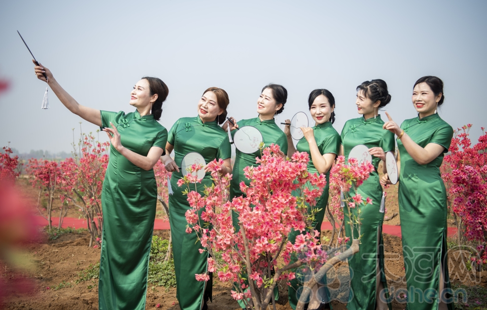 組圖：汝州杜鵑怒放滿山花海 這些美圖讓人忍不住心動