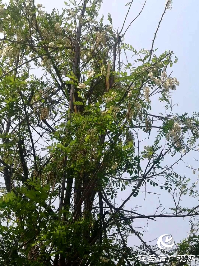  槐花才飄香 慘遭“摧花手”