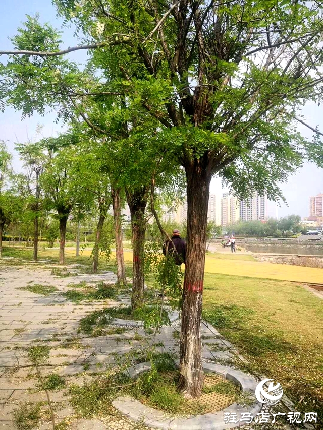  槐花才飄香 慘遭“摧花手”