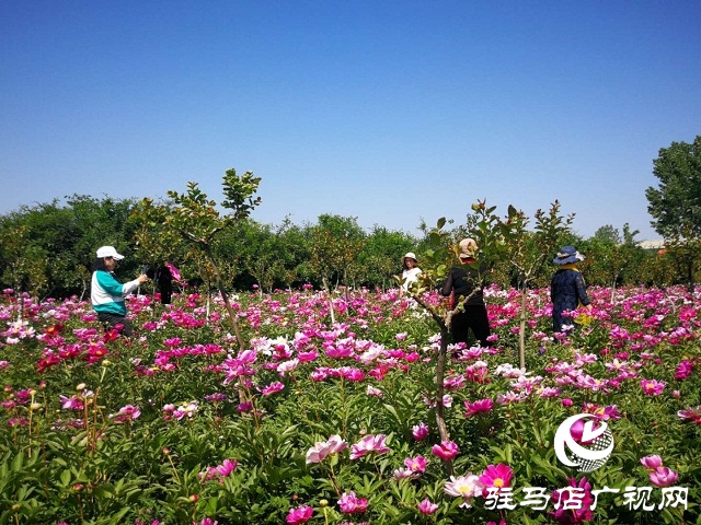 駐馬店：百畝芍藥 花開如海