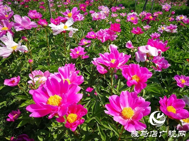 駐馬店：百畝芍藥 花開如海