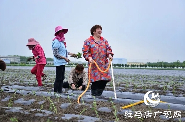 上蔡縣班閆村:產(chǎn)業(yè)發(fā)展“敲開(kāi)”群眾脫貧致富之門