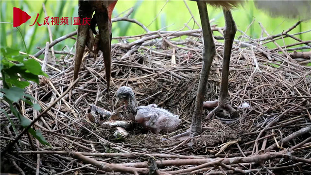 母親節(jié)，看動物老母親如何反芻哺育幼崽