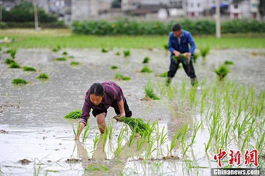 小滿節(jié)氣到！民間祭車神、吃野菜