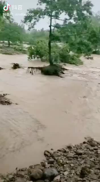 連續(xù)降雨致泌陽(yáng)縣下碑寺鄉(xiāng)下陳村西大橋被洪水沖垮