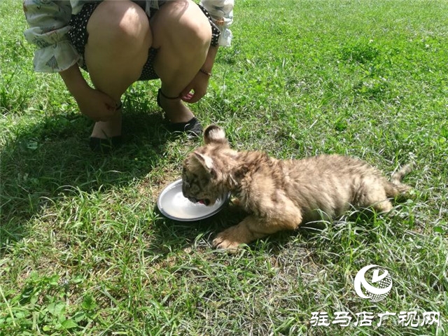 駐馬店南海公園動(dòng)物園喜添虎仔 獅仔