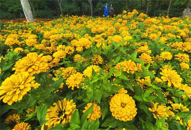  來綠博園賞菊，收獲這個(gè)秋天的浪漫