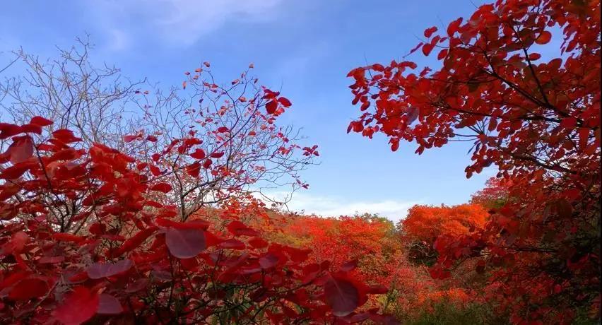 又是一年紅葉季，期待在這里遇見最美的你