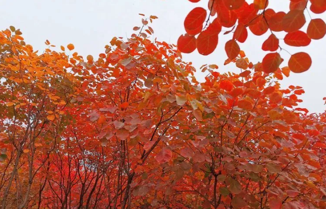 又是一年紅葉季，期待在這里遇見最美的你