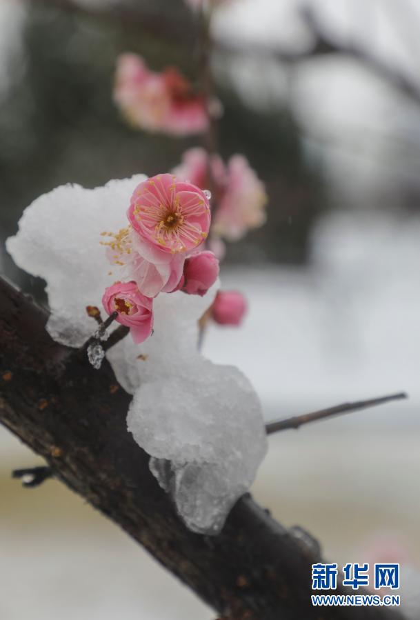 雪潤春日