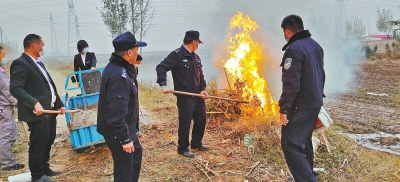 河南排查、處理數(shù)萬株“加拿大一枝黃花” 我省這種花還處萌芽期 不必恐慌