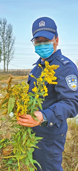 河南排查、處理數(shù)萬株“加拿大一枝黃花” 我省這種花還處萌芽期 不必恐慌