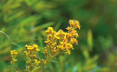 河南排查、處理數(shù)萬株“加拿大一枝黃花” 我省這種花還處萌芽期 不必恐慌