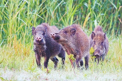 擬被“保護動物名錄”除名 “橫行無忌”的野豬可以捕殺了？