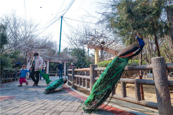 鄭州市動(dòng)物園孔雀進(jìn)入最佳觀賞期 錯(cuò)過再等一年