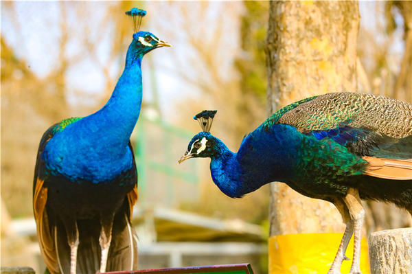 鄭州市動(dòng)物園孔雀進(jìn)入最佳觀賞期 錯(cuò)過再等一年