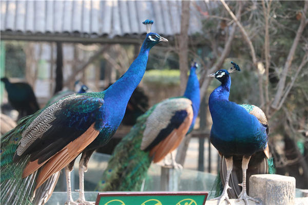 鄭州市動(dòng)物園孔雀進(jìn)入最佳觀賞期 錯(cuò)過再等一年