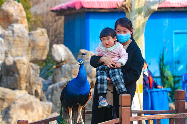 鄭州市動(dòng)物園孔雀進(jìn)入最佳觀賞期 錯(cuò)過再等一年