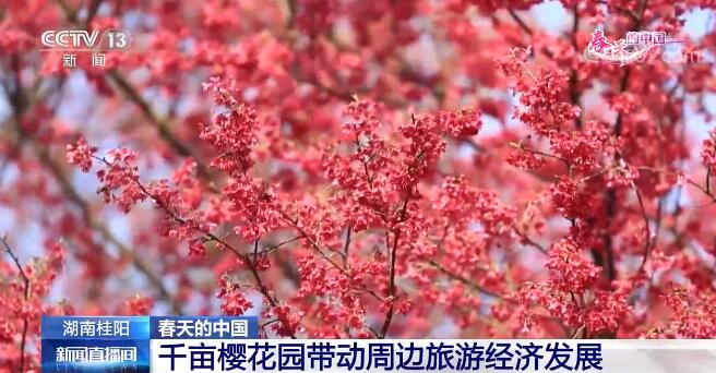 春天的中國 | 以花興旅 “花海經(jīng)濟”推動鄉(xiāng)村振興